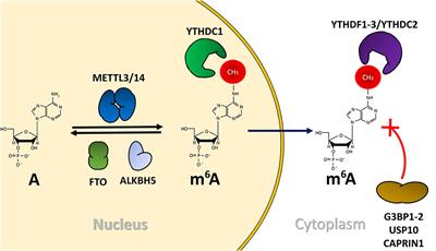 Emerging Roles of N6-Methyladenosine on <mark class="highlighted">HIV-1 RNA</mark> Metabolism and Viral Replication